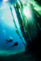 eLearning - Deep Diver