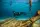 PDF Instructor Guide - Freediver
