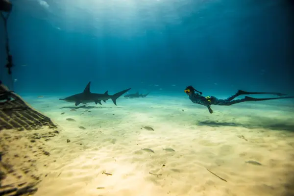 Cue Cards - Freediver, Instructor (English)