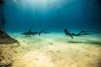 Cue Cards - Freediver, Instructor (English)