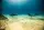 Cue Cards - Freediver, Instructor (English)