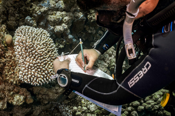 eLearning - PADI AWARE Dive Against Debris - No Video