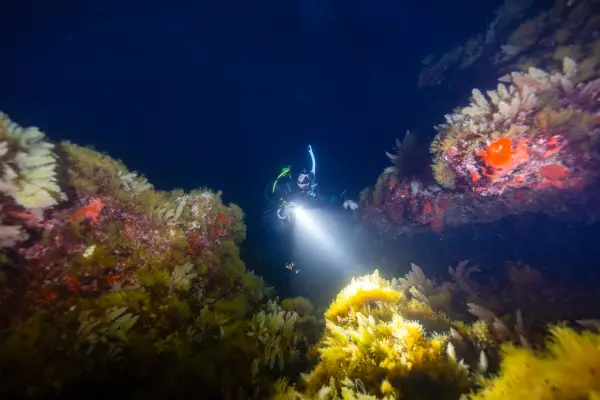 Digital - Night Diver Video - Student Edition